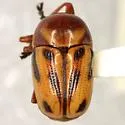 Cryptocephalus gibbicollis - Cryptocephalus gibbicollis