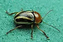 Cryptocephalus gibbicollis - photo 2