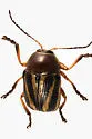 Cryptocephalus gibbicollis - photo 3
