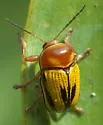 Cryptocephalus gibbicollis - photo 4