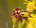 Cryptocephalus gibbicollis - photo 5