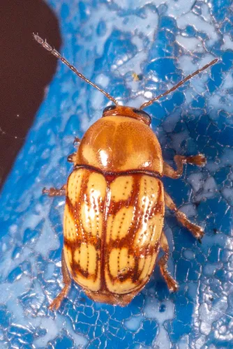 Spotted Tamaulipan Cryptocephalus - photo 3