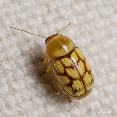 Spotted Tamaulipan Cryptocephalus - photo 4