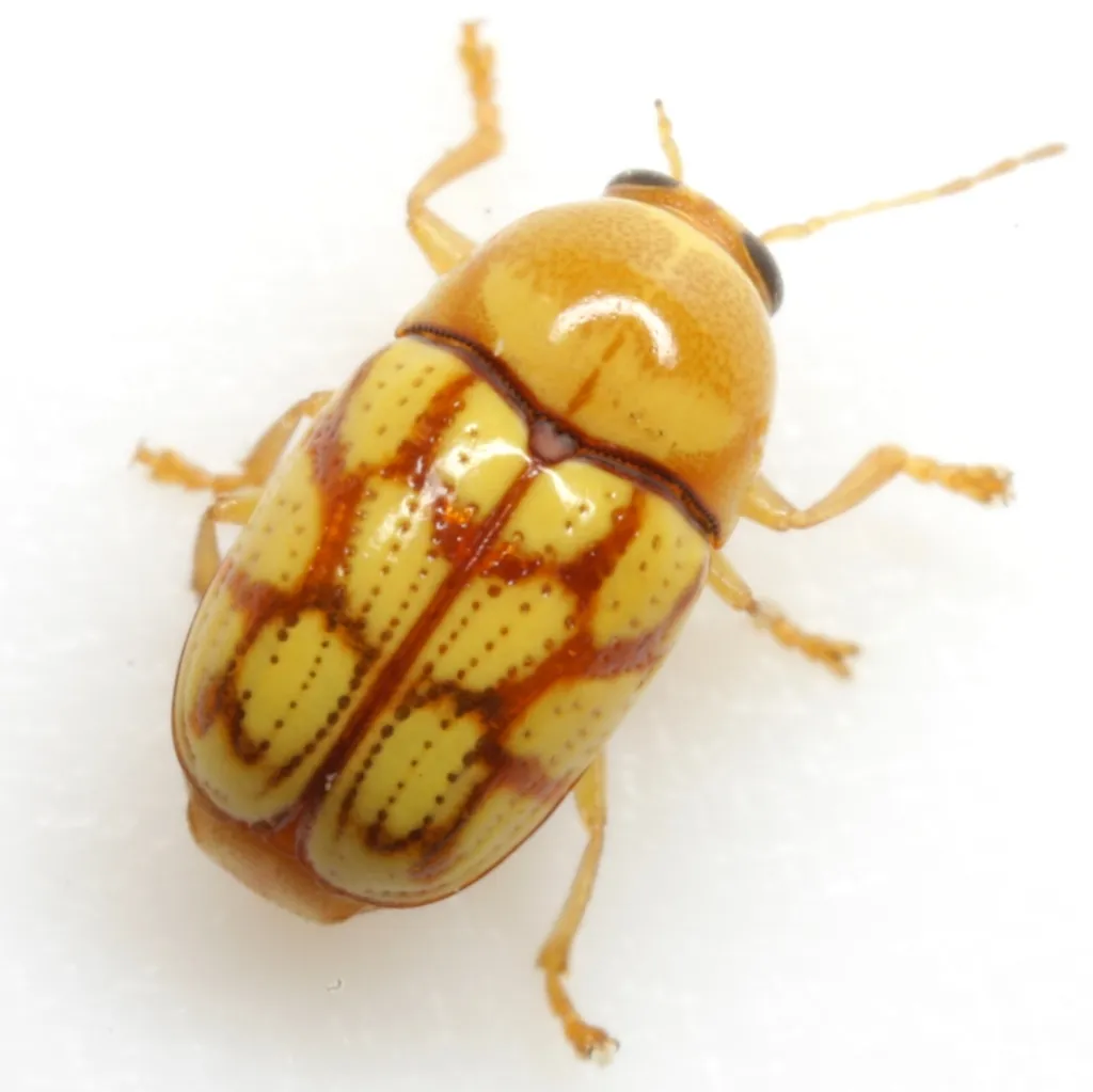 Spotted Tamaulipan Cryptocephalus - photo 6
