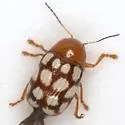 Fourteen-spotted Leaf Beetle - Cryptocephalus guttulatus