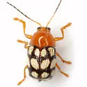 Fourteen-spotted Leaf Beetle - photo 2