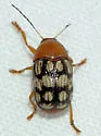 Fourteen-spotted Leaf Beetle - photo 3