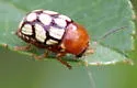 Fourteen-spotted Leaf Beetle - photo 4