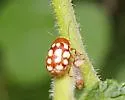 Fourteen-spotted Leaf Beetle - photo 5