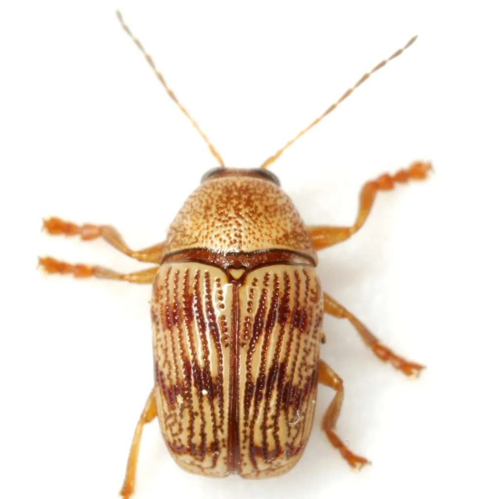 Cryptocephalus implacidus - photo 2
