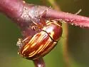 Cryptocephalus incertus - photo 2
