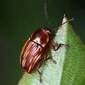 Cryptocephalus incertus - photo 3