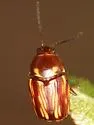 Cryptocephalus incertus - photo 4