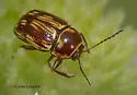Cryptocephalus incertus - photo 5