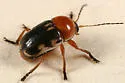 Cryptocephalus insertus - Cryptocephalus insertus
