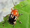 Cryptocephalus insertus - photo 2