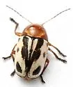 Cryptocephalus insertus - photo 3