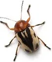 Cryptocephalus insertus - photo 4