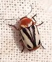 Cryptocephalus insertus - photo 5