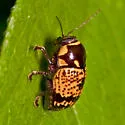 Cryptocephalus irroratus