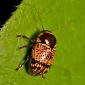 Cryptocephalus irroratus - photo 2