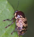 Cryptocephalus irroratus - photo 3