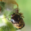 Cryptocephalus irroratus - photo 4