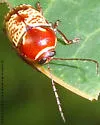 Cryptocephalus irroratus - photo 5