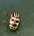 Cryptocephalus leucomelas - photo 2