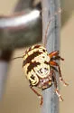 Cryptocephalus leucomelas - photo 3