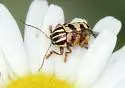 Cryptocephalus leucomelas - photo 4