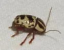 Cryptocephalus leucomelas - photo 5