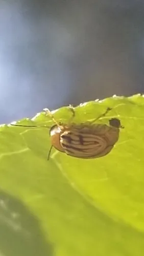 Cryptocephalus luteolus - photo 2