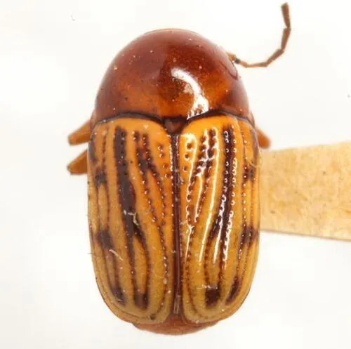 Cryptocephalus luteolus - photo 3