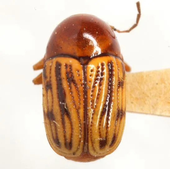 Cryptocephalus luteolus - photo 4