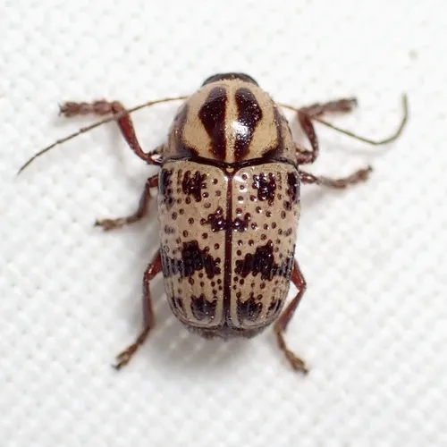 Cryptocephalus maccus - Cryptocephalus maccus