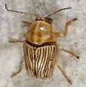 Cryptocephalus merus - photo 2