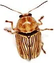 Cryptocephalus merus - photo 3