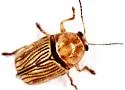 Cryptocephalus merus - photo 4