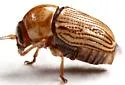 Cryptocephalus merus - photo 5