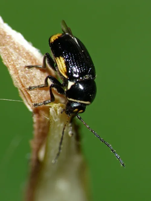 Cryptocephalus moraei - Cryptocephalus moraei