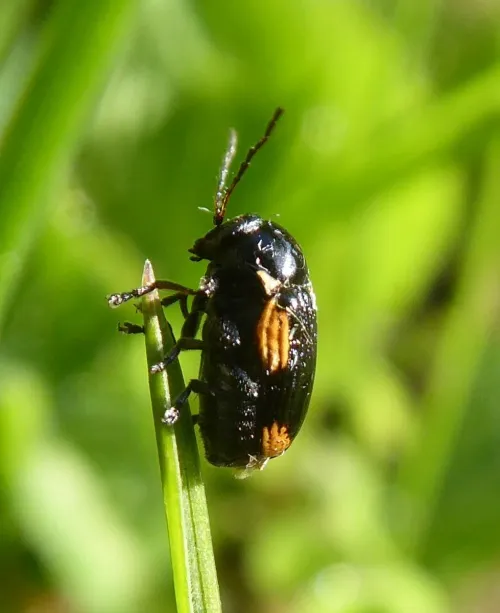Cryptocephalus moraei - photo 2
