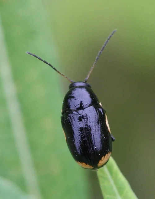 Cryptocephalus moraei - photo 3