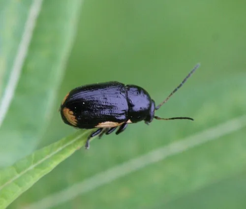 Cryptocephalus moraei - photo 4