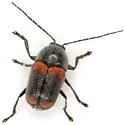 Cryptocephalus mucoreus - Cryptocephalus mucoreus