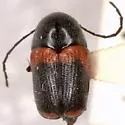 Cryptocephalus mucoreus - photo 2