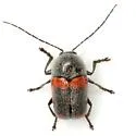 Cryptocephalus mucoreus - photo 3