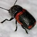 Cryptocephalus mucoreus - photo 4