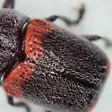 Cryptocephalus mucoreus - photo 5