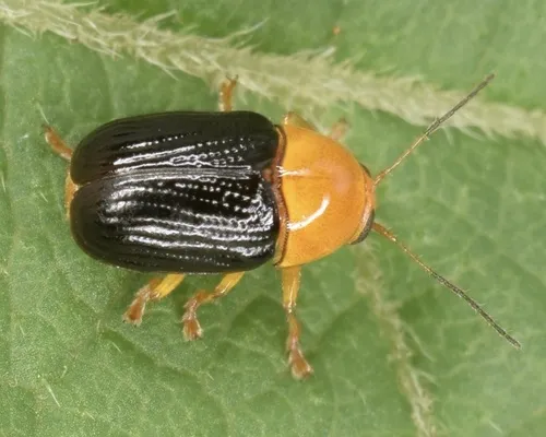 Lustrous Cryptocephalus - photo 2
